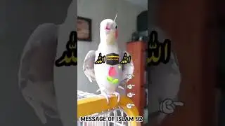 Talking Parrot Saying Allah allah🦜🐦| Allah allah Bolne wala tota #parrot