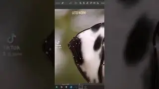 Watch me create a Dalmatian Art Commision