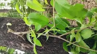 328. My Exptl Lrng Know a Key Stone Species  & Relationships in nature Obligatory Parasite Loranthus
