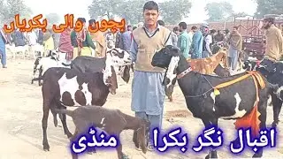 New update Iqbal Nager bakra Mandi.Amritsari beatel Bachon wali bakroyan.Pregnant goat.