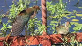 Another Marsh-bird Morning