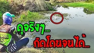 หยดจั้ม เป็นหนึ่ง ตีเหยื่อปลอม คลิป87- กัดแล้วแต่ไม่โดนเบ็ด ตีตื้อ กัดจนได้(ต่อจากคลิป คันหัก)