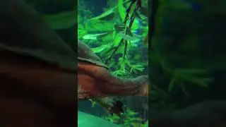 Have you ever seen a snake-neck turtle before? #snake #turtle #sealife