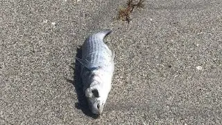 Dead fish wash ashore in  Juno Beach