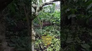 PRUNING #kopi #coffee #nature #reels #garden #okulasi #pruning #kopisehat #robusta