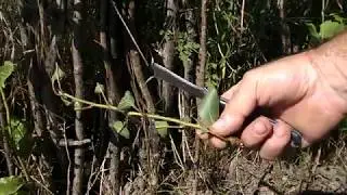 № 240   Chip budding. Чип бъдинг и будна пъпка. Лятно присаждане, ашладисване, калемене - 15.06.20 г