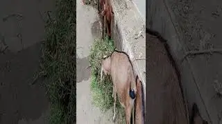 Cows and goats are eating grass by the side of the road : - cows sound , goats sound .🐄🐐 #shorts