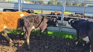 Krft autumn euro bull calves