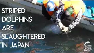 Final Moments For Striped Dolphins In Japan's Infamous Killing Cove- Jan. 27, 2019