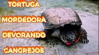 TORTUGA LAGARTO DEVORANDO CANGREJOS tortugas vs cangrejos bichos y monstruitos cocodrilo en piscina