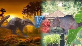 Northern treeshrew VS Red-bellied squirrel # The Amazing