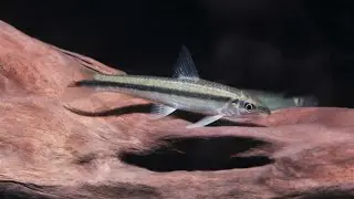 Apareiodon affinis - La Plata Algensalmler