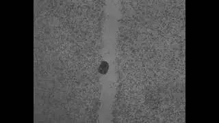An Anthrobot Traverses a Neuronal Gap
