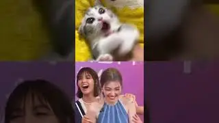 LoL 😂 NOrm (Crd to original uploader) #lingorm #ormkornnaphat