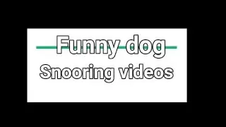 Funny dog snoring while sleeping - compilation