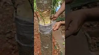 jackfruit/grafting winter time #super early #Vietnam #budding #farming#winter