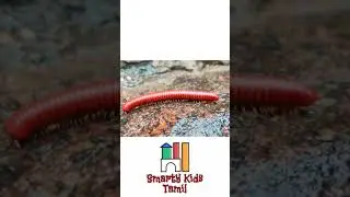 Rail Poochi 😜ரயில் பூச்சி | Asian Millipedes