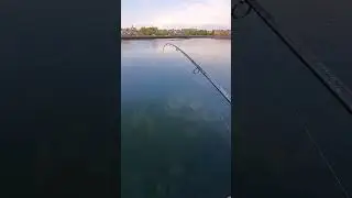 Striped bass fishing with live 