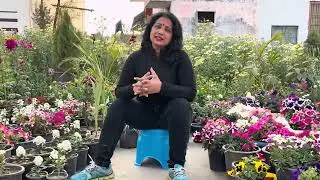 STOCK FLOWER PLANT KO SEEDS SE AISE GROW KAREN