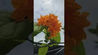 Beautiful Tropical Orange Flowers 🌺 | Vibrant Nature in Darwin NT Australia #shorts