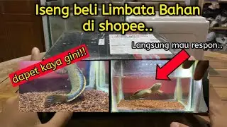Beli Channa Limbata Bahan Di Shopee || Unboxing Channa Limbata Bahan