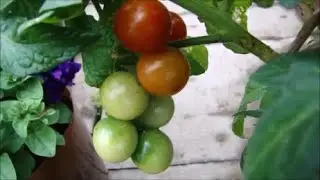 Опрыскиваю. Кошу. Мульчирую. А где же ранние томаты?