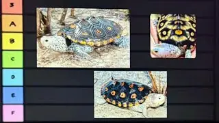 Diamondback terrapin subspecies ranking