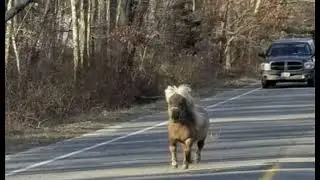 The Curious Case of the Cold Footed Pony (Prank Call)