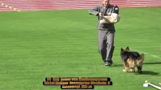 2019 SV BSZS in Nurnberg TSB LSTH V9 Heiner vom Elzm&uuml;ndungsraum