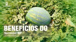 Conhe&ccedil;a os Benef&iacute;cios do Surround WP na Melancia
