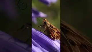 Skipper butterfly #SkipperButterfly #Butterfly #MacroVideo ￼ #insects #bug #nature