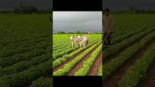 vathiyara