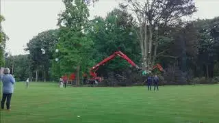 Kappen van rode beuk - Boomrooierij Weijtmans
