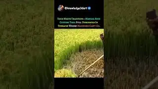 TECH MEETS TRADITION - MANUAL RICE CUTTING TOOLS IN HILLY AREAS 😱 #shorts