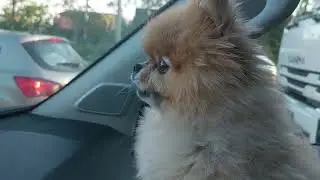 Mini Spitz diligently fulfills the duties of a lookout on a trip