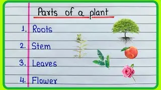 Parts of the plant name/Plant parts name/Roots stem leaves flower fruit seeds petals bud node sepals
