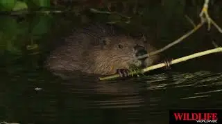 Wildlife of the West Country