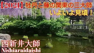 【2021】 牡丹と藤に彩られた関東の三大師 『西新井大師』 いよいよ見頃を迎えます。