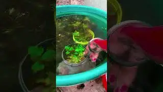Breeding Koi Guppy Day 2 😊