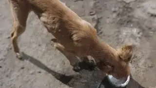 Helping hungry Roadside dogs @roohseva 20-21 may 2023
