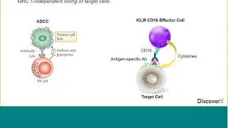 Driving Robust ADCC and T Cell Redirection with KILR CD16 Effector Cells