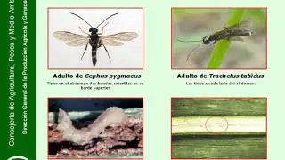 Mosquito y troncha espigas en trigo duro