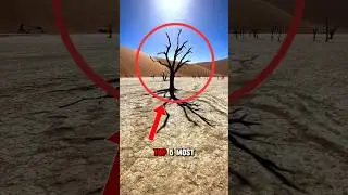 Top 5 Most Dangerous TREES In The World‼️