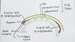 SCALP ( Clinical Anatomy )