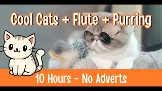 Cool Cats Flute & Purring for Cats & Kittens | Calming Cat Music & Relaxing Sounds (10 Hours)