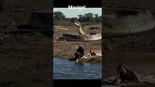 Two girls rowing a boat and flying fish in the sea #trending #shortvideo #viral