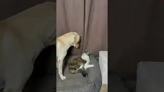 Собака помешала спокойной кошке во время сна, и её недовольная реакция получилась уморительной 😂 ...