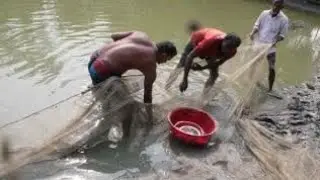 Best Hand Fishing | Catching Catfish in deep Hole By Hand