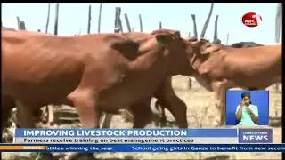 Beef farmers in Samburu move from traditional cattle keeping practices to improved breeds