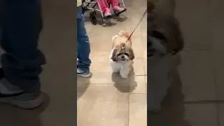Pet friendly mall in BKC Mumbai #dog #doglover #pet #petlover #cute #dogs #shorts #ytshortsindia #yt